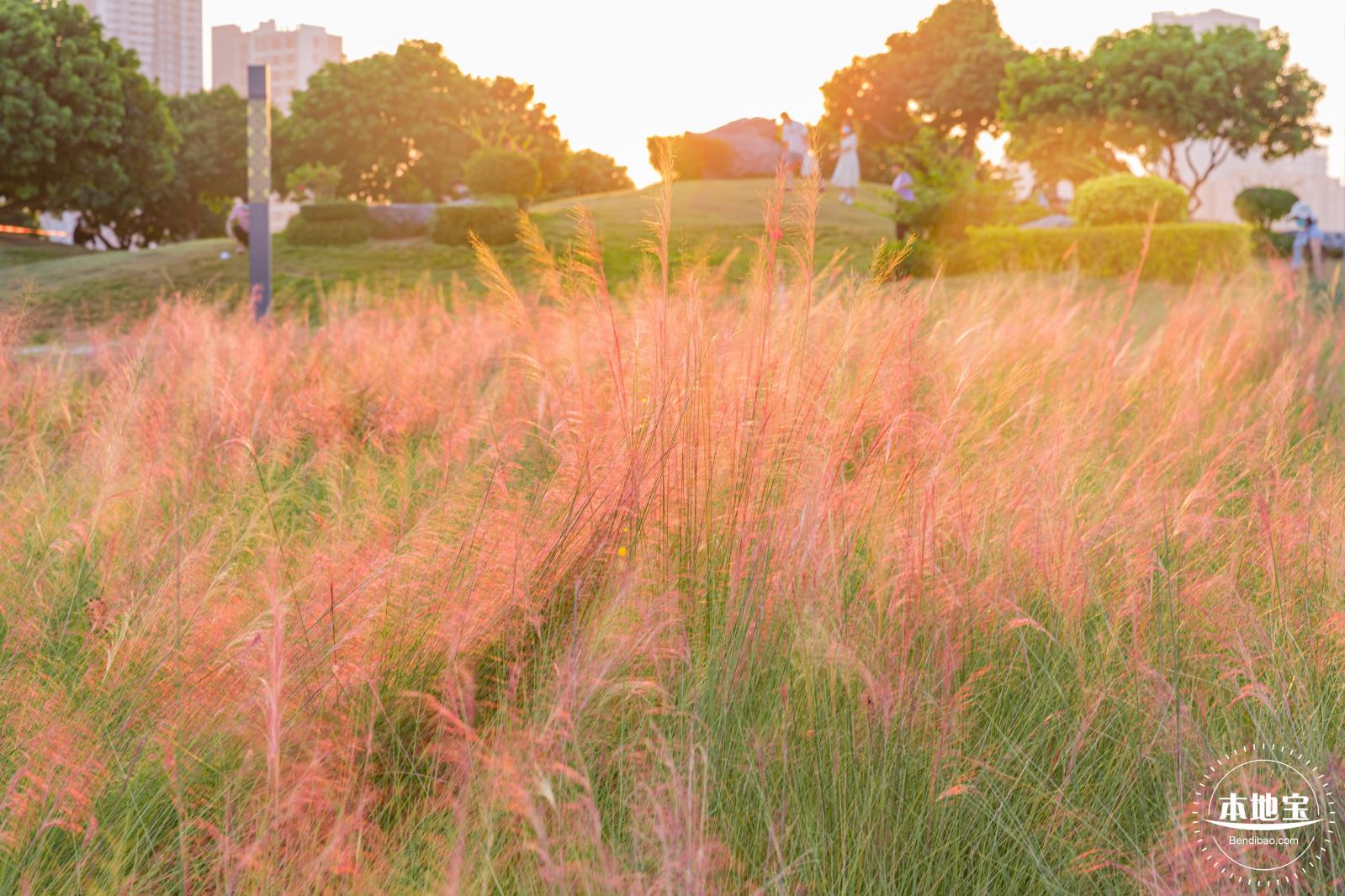 红花山花海