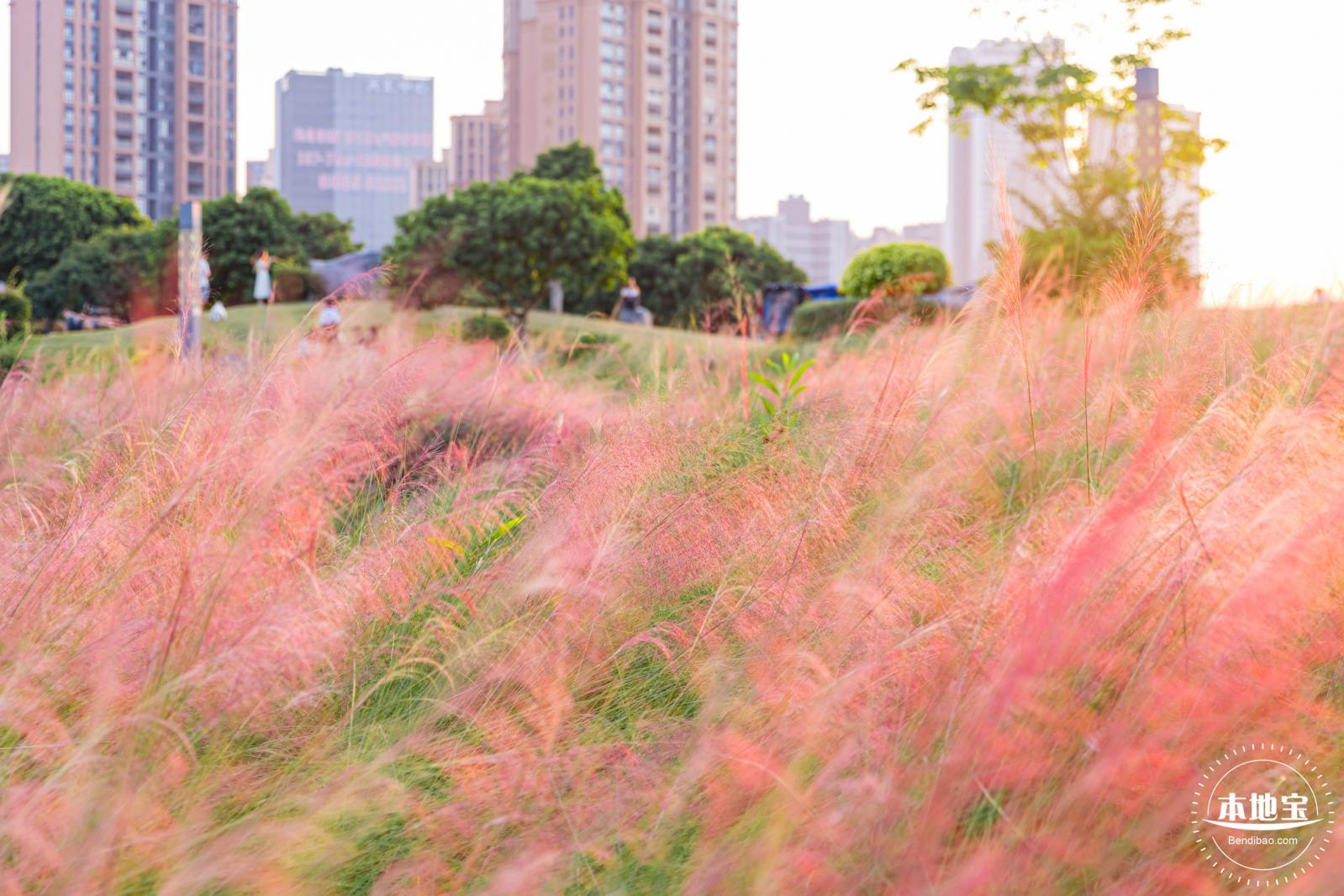 红花山花海