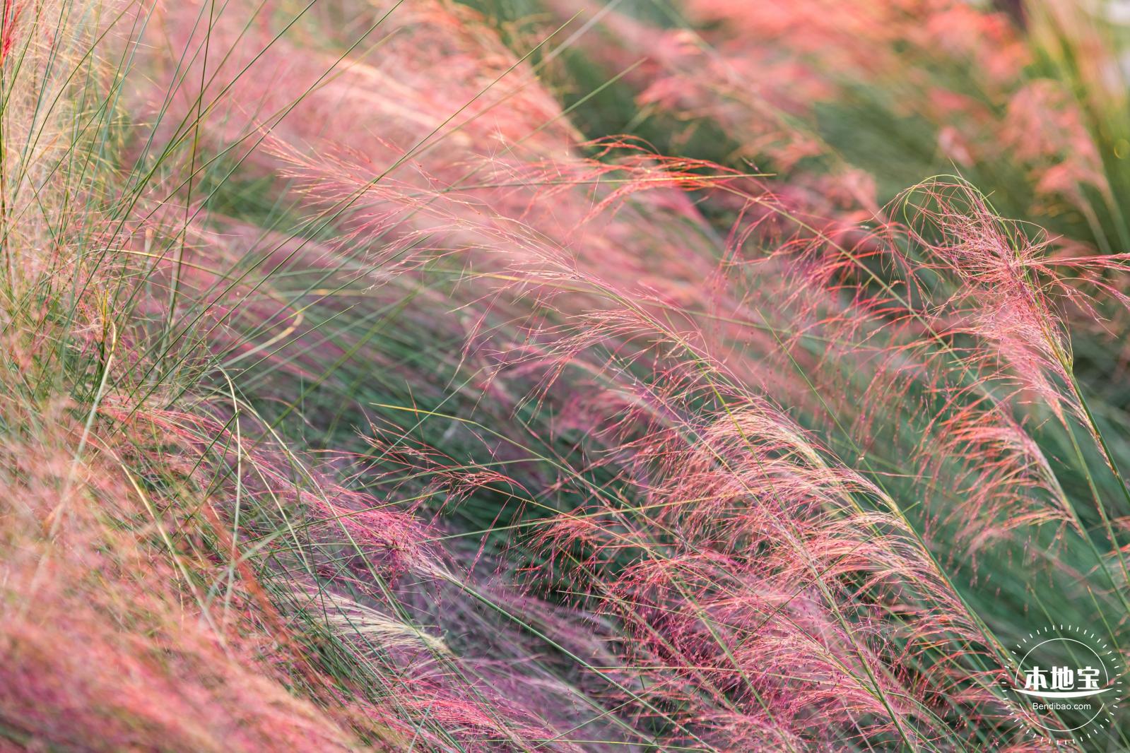 红花山花海