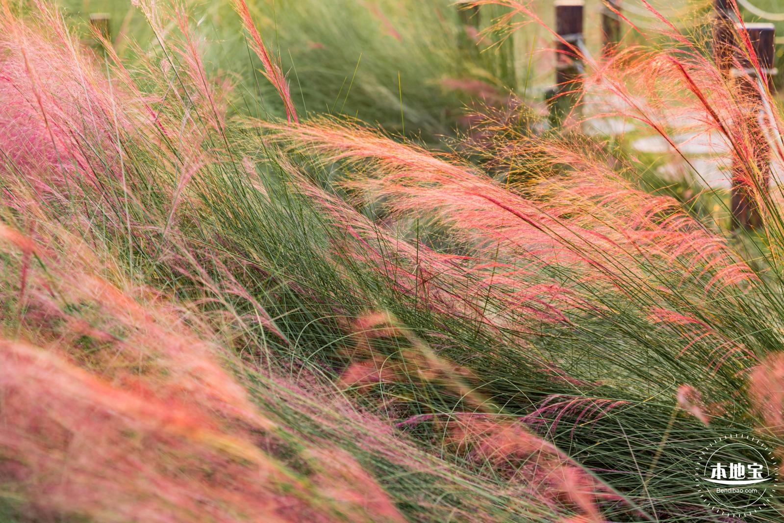 红花山花海