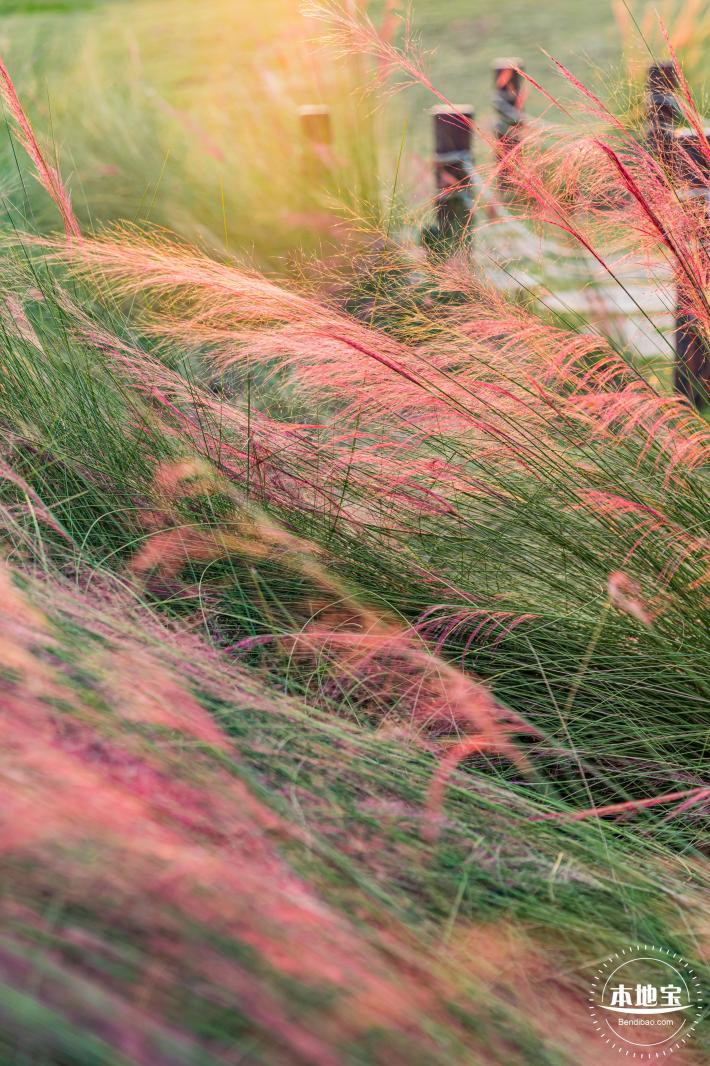 红花山花海