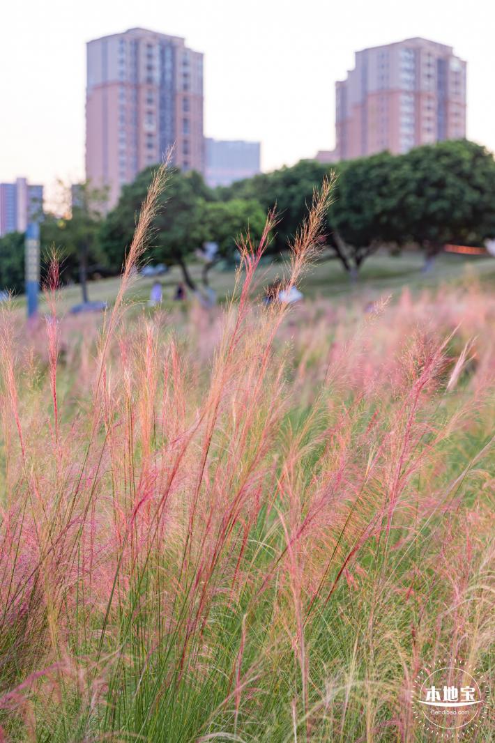 红花山花海