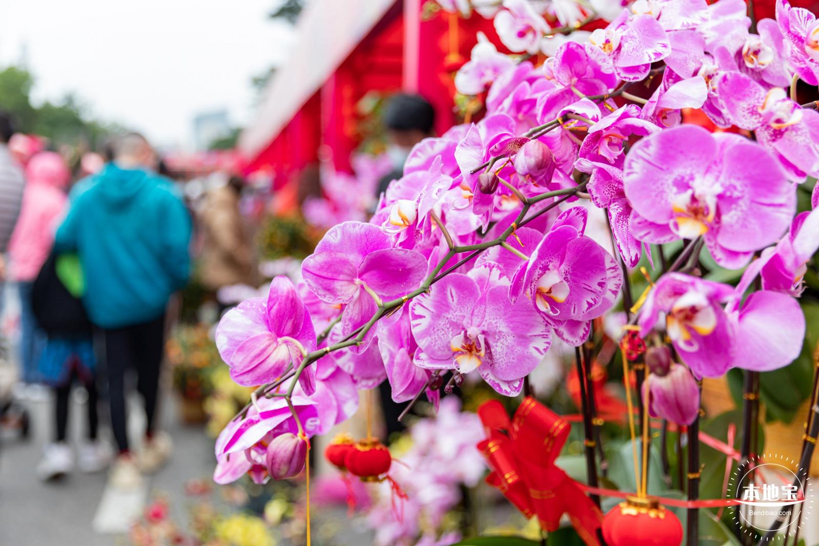 深圳迎春花市