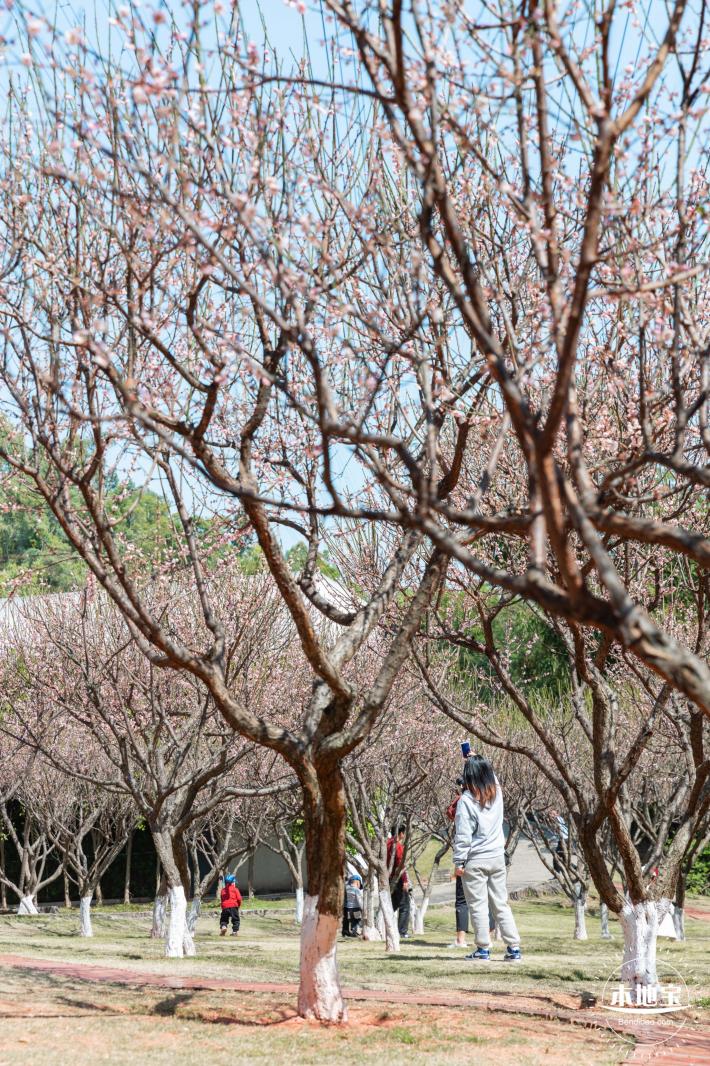 梅园梅花