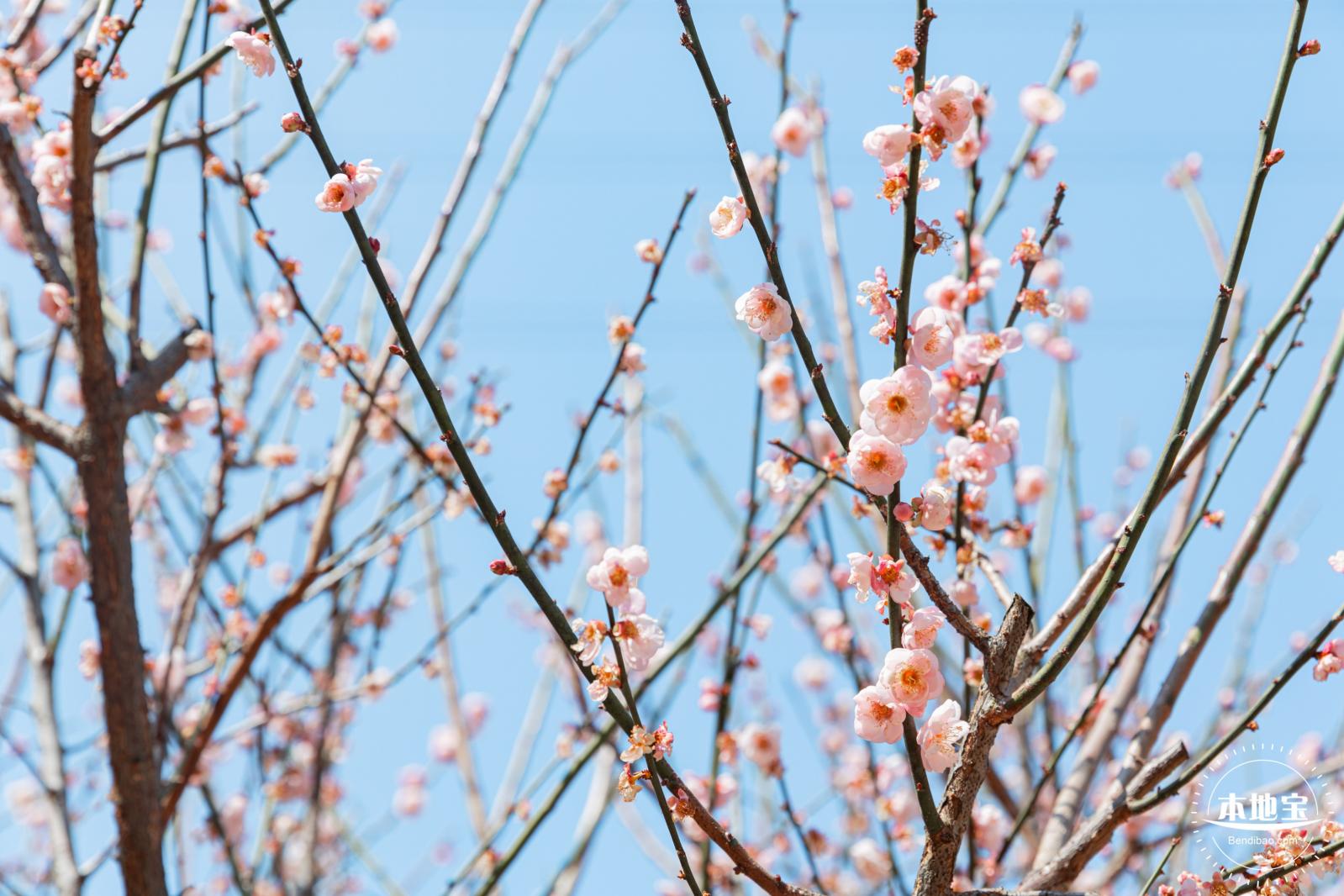 梅园梅花