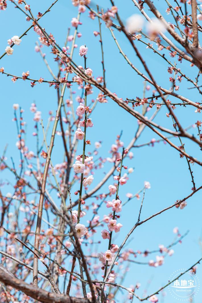梅园梅花