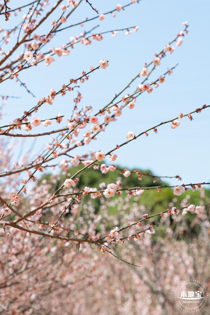 梅园梅花