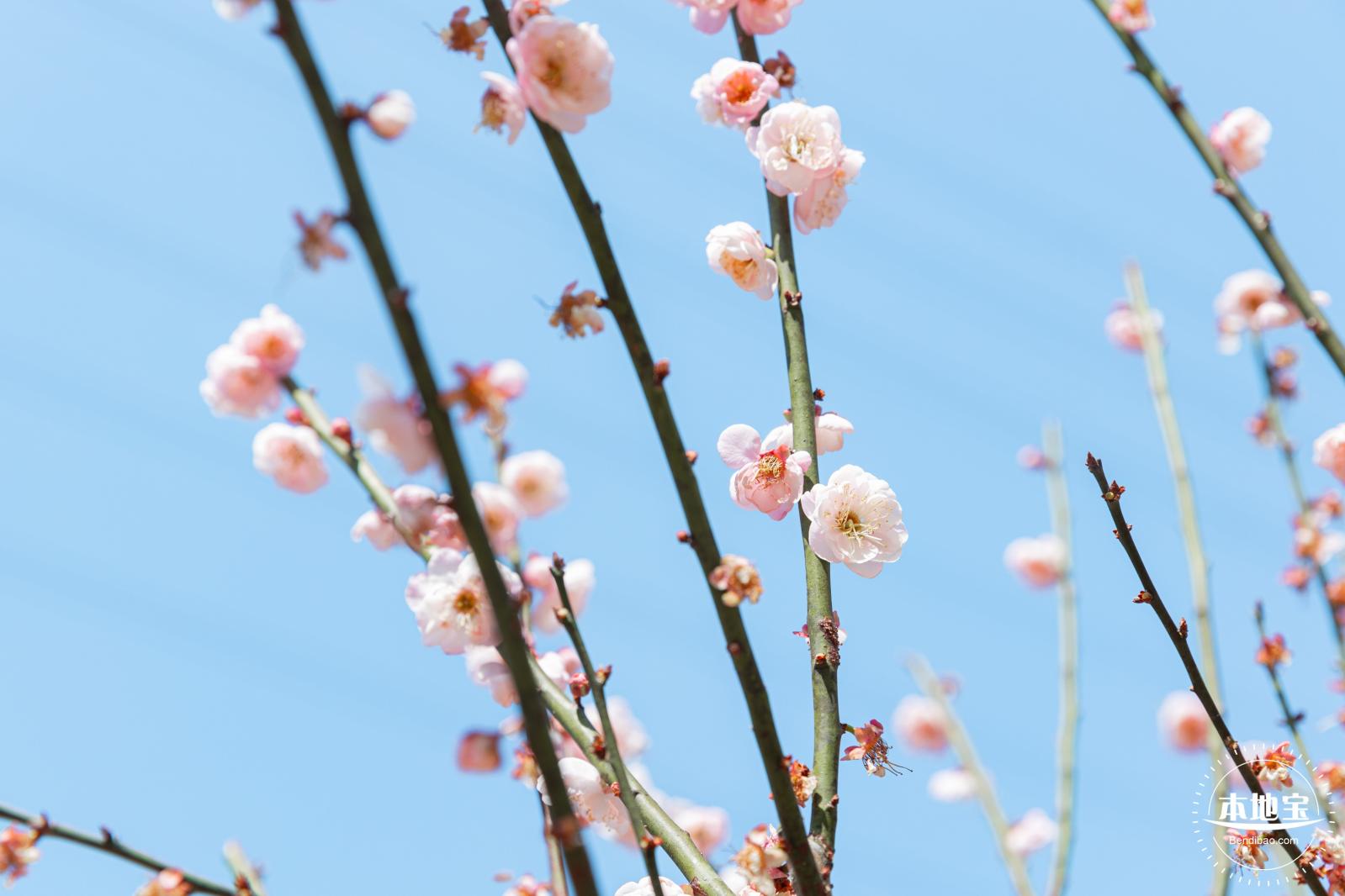 梅园梅花