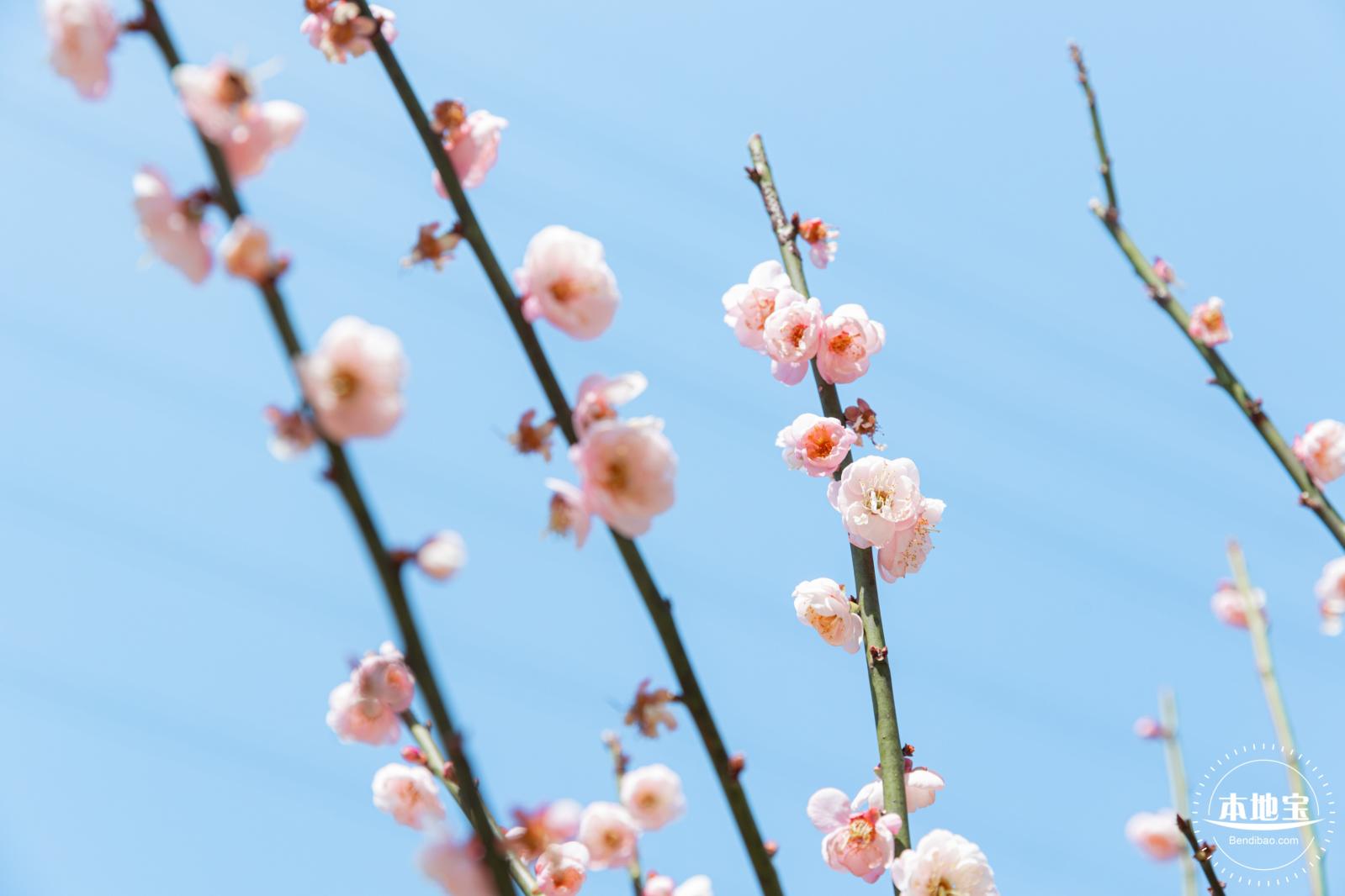 梅园梅花