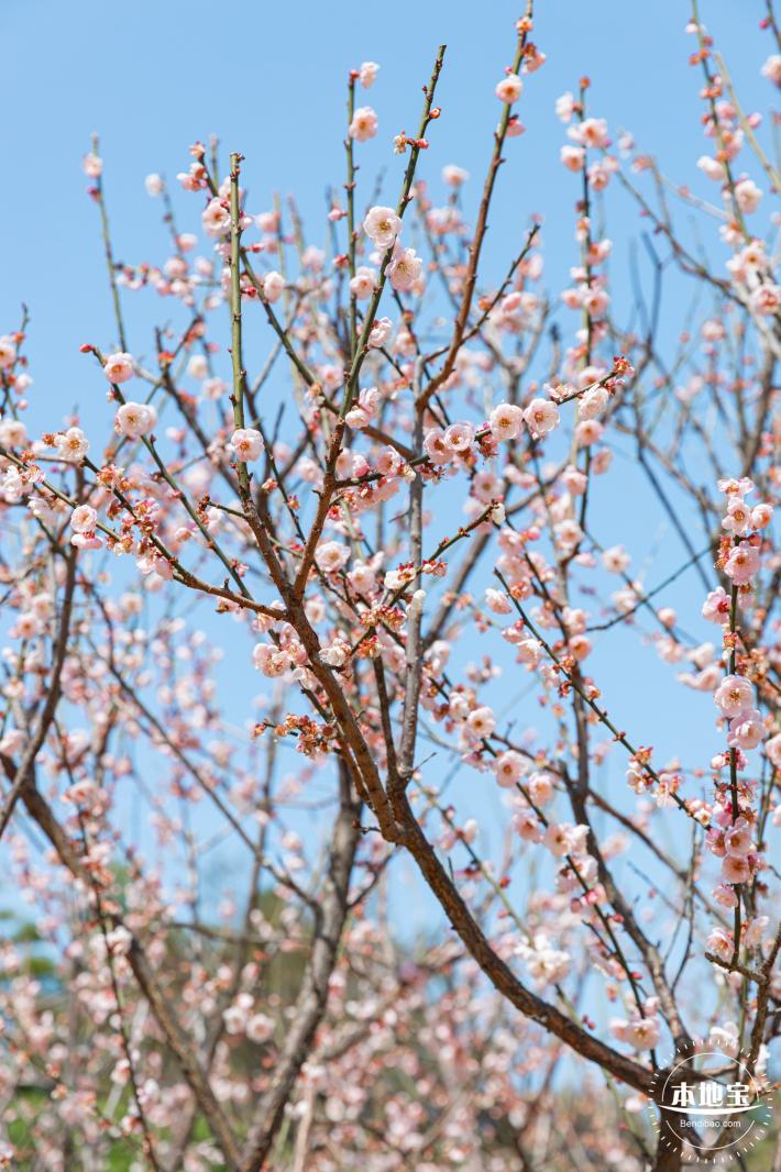 梅园梅花
