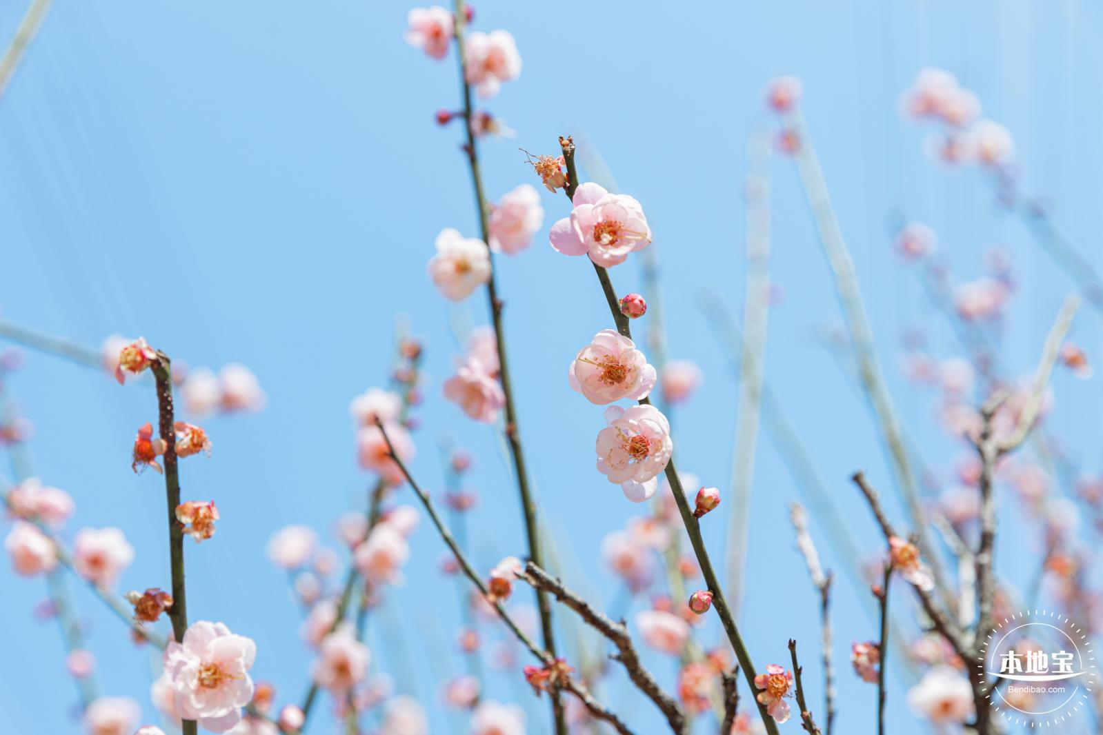 梅园梅花