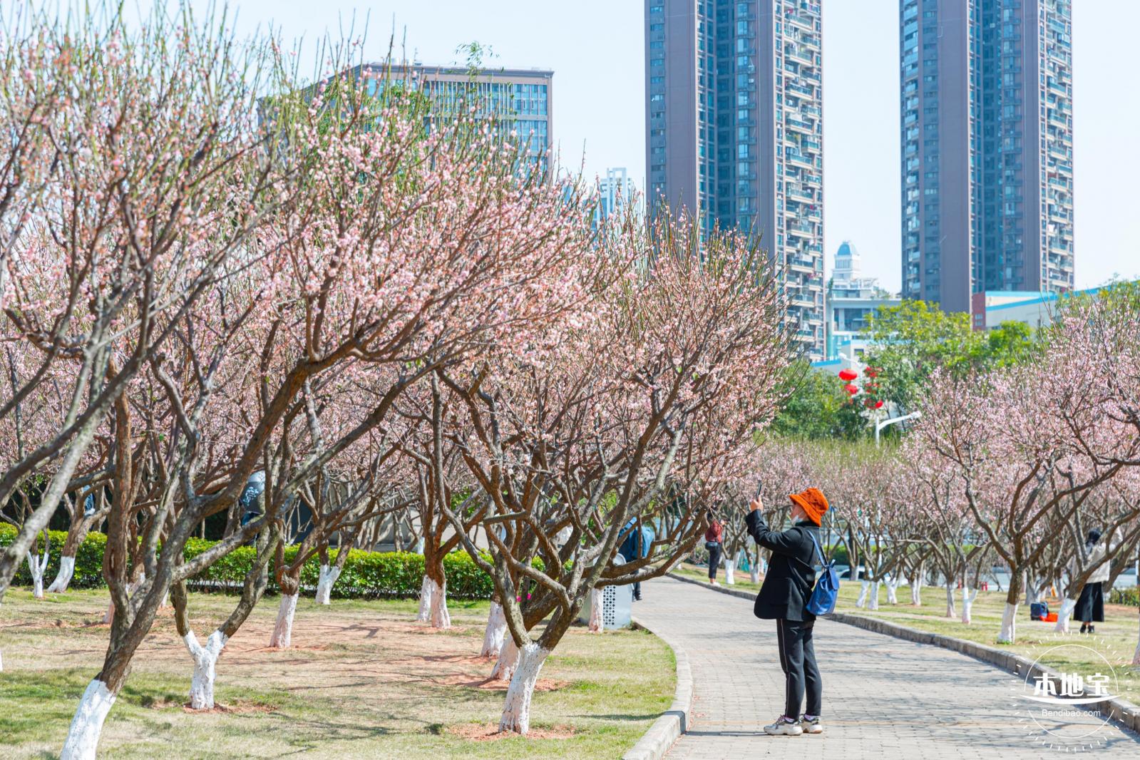 梅园梅花
