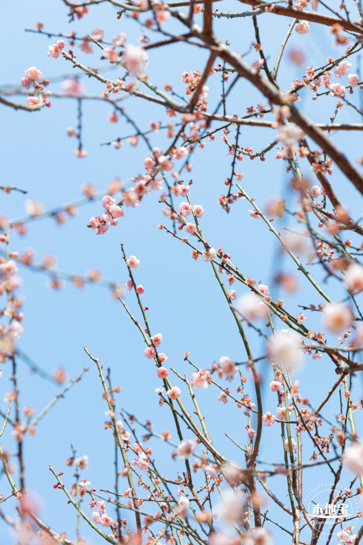 梅园梅花