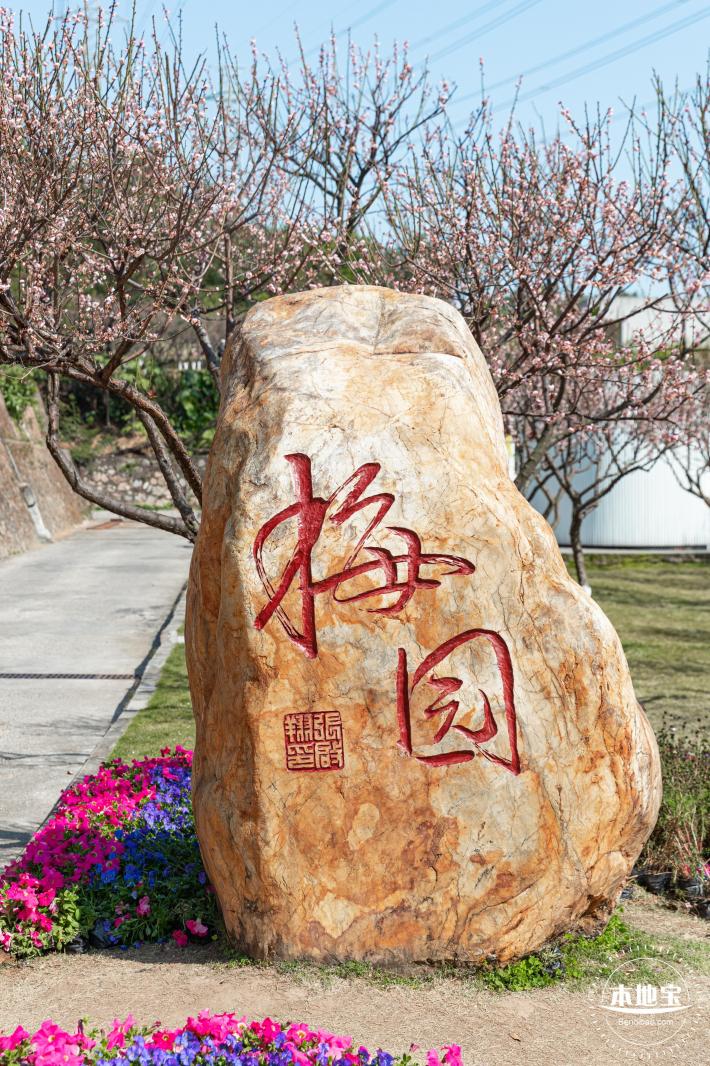 梅园梅花