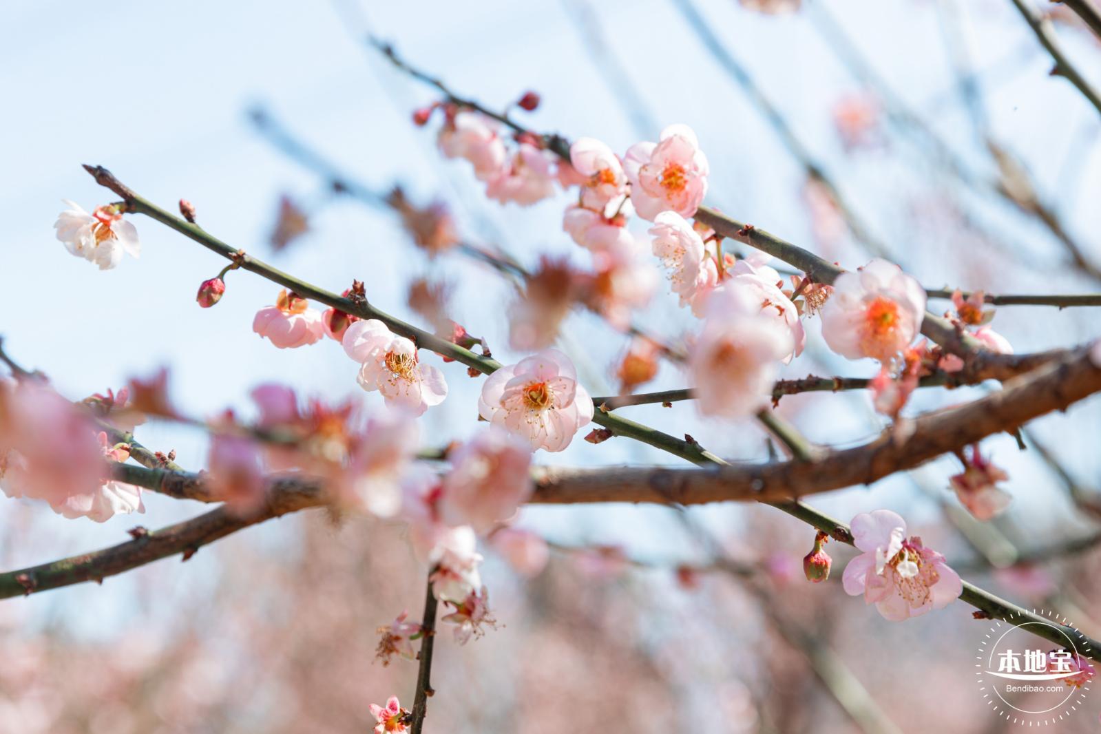 梅园梅花