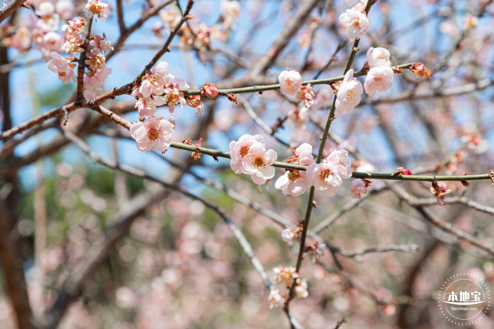 梅园梅花
