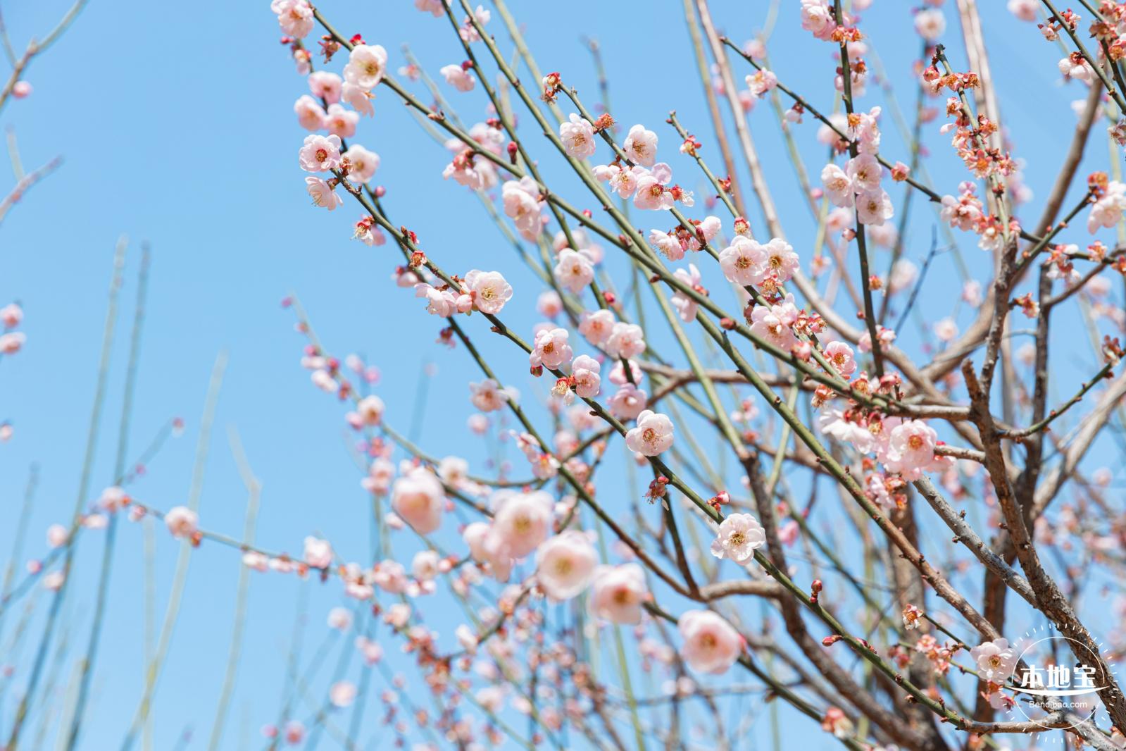 梅园梅花