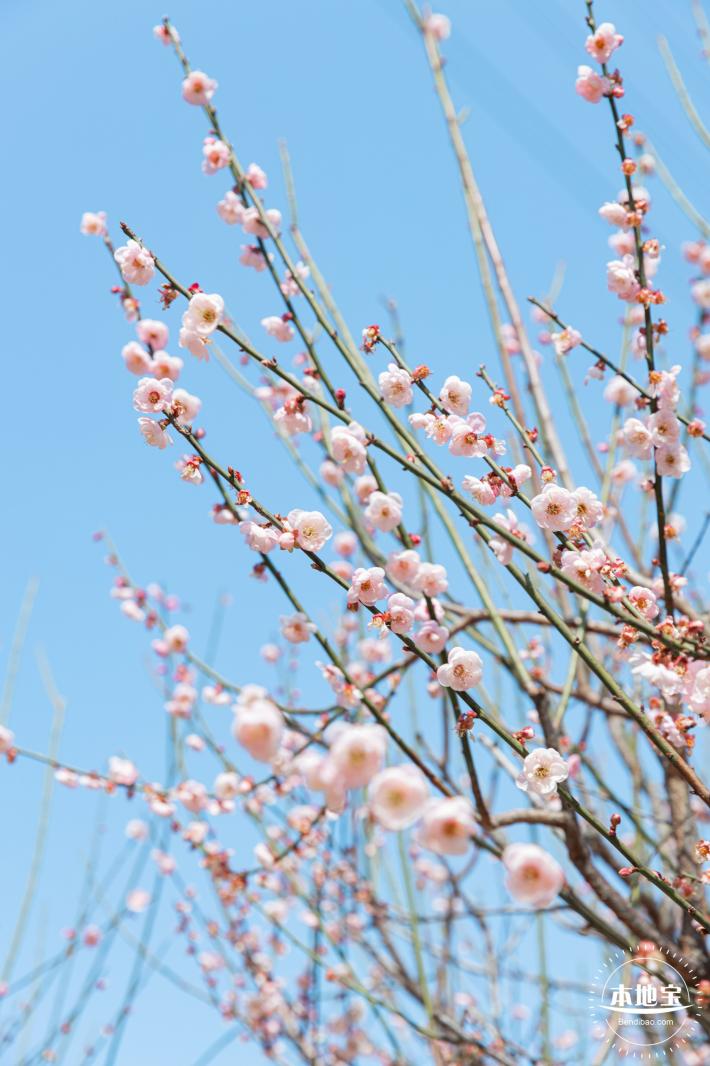 梅园梅花