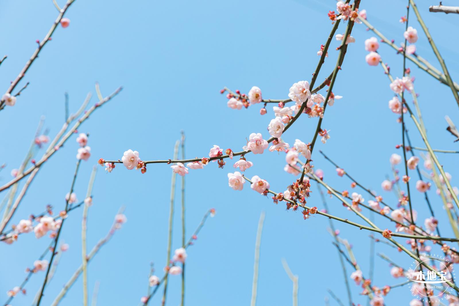梅园梅花