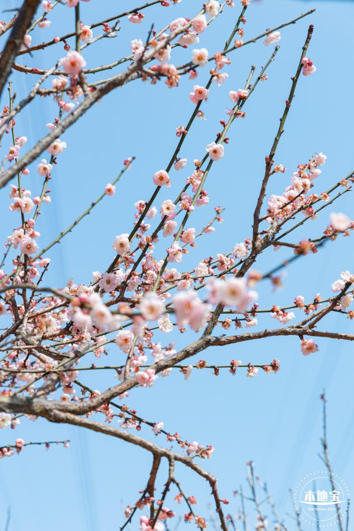 梅园梅花