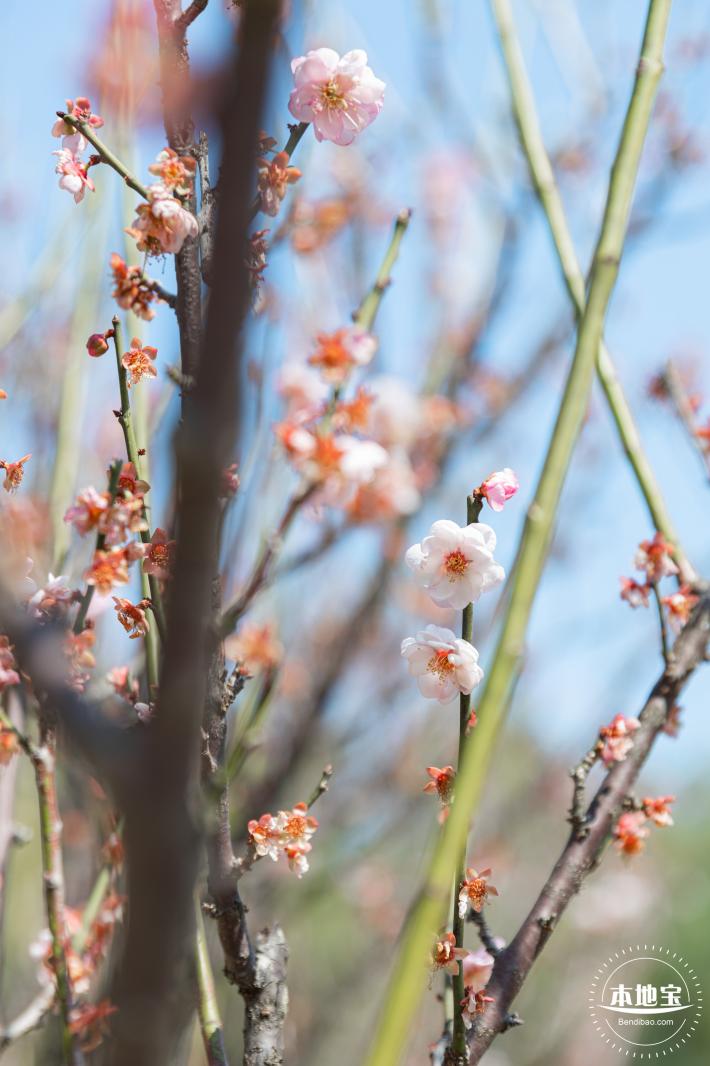 梅园梅花