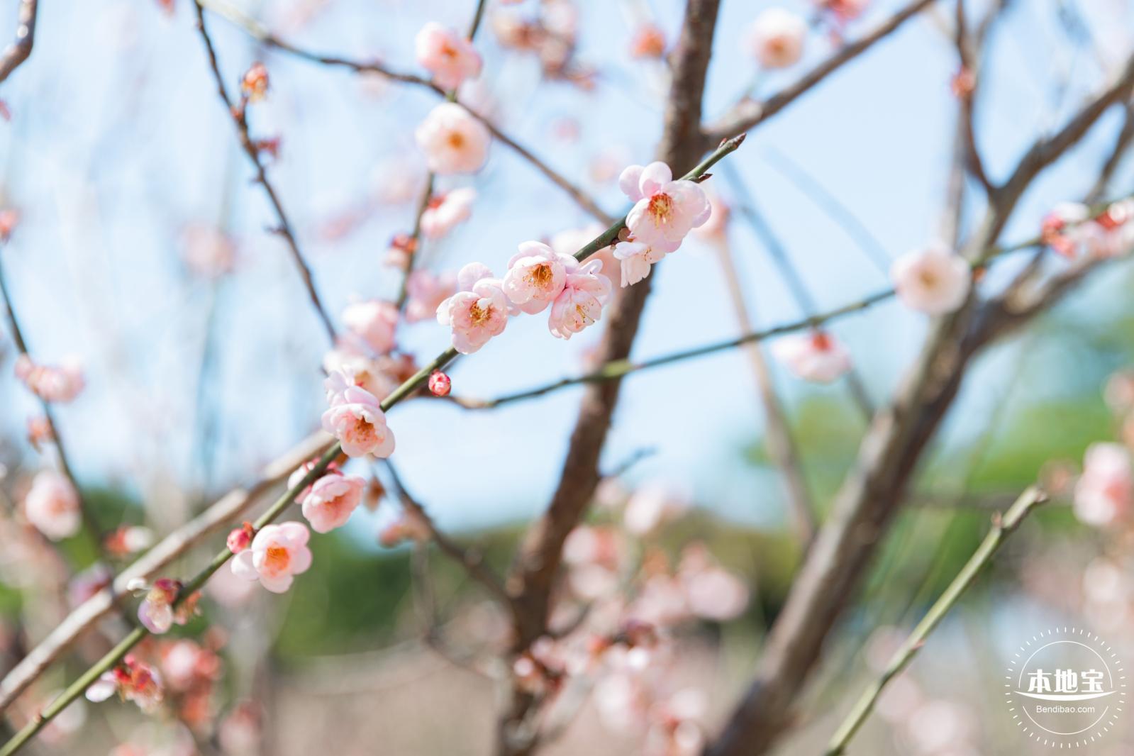 梅园梅花