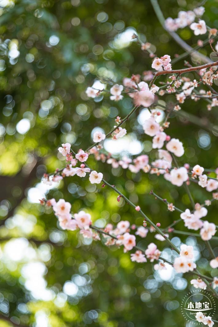 梅园梅花