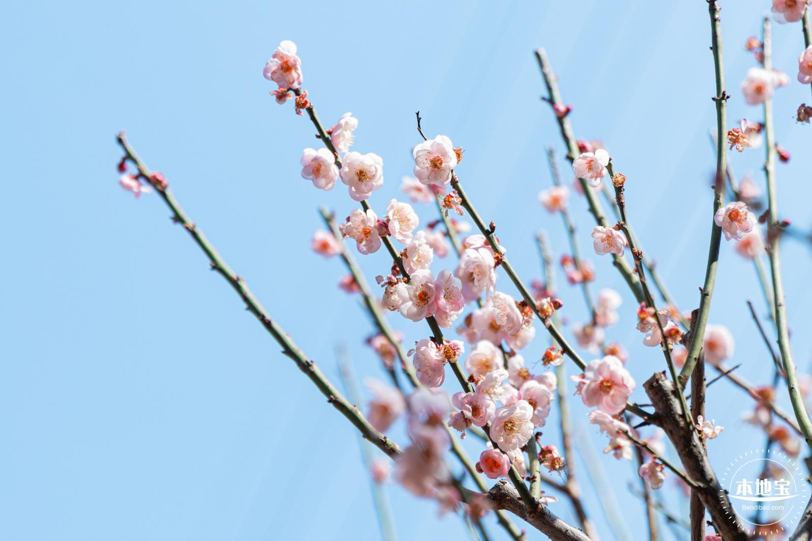 梅园梅花