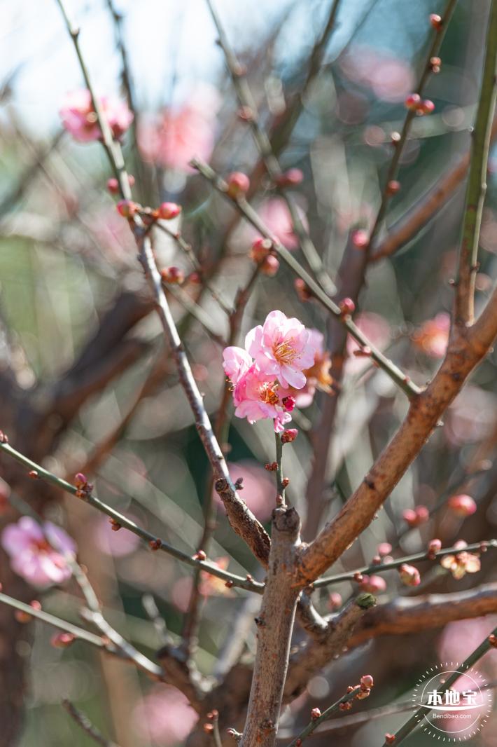 梅园梅花