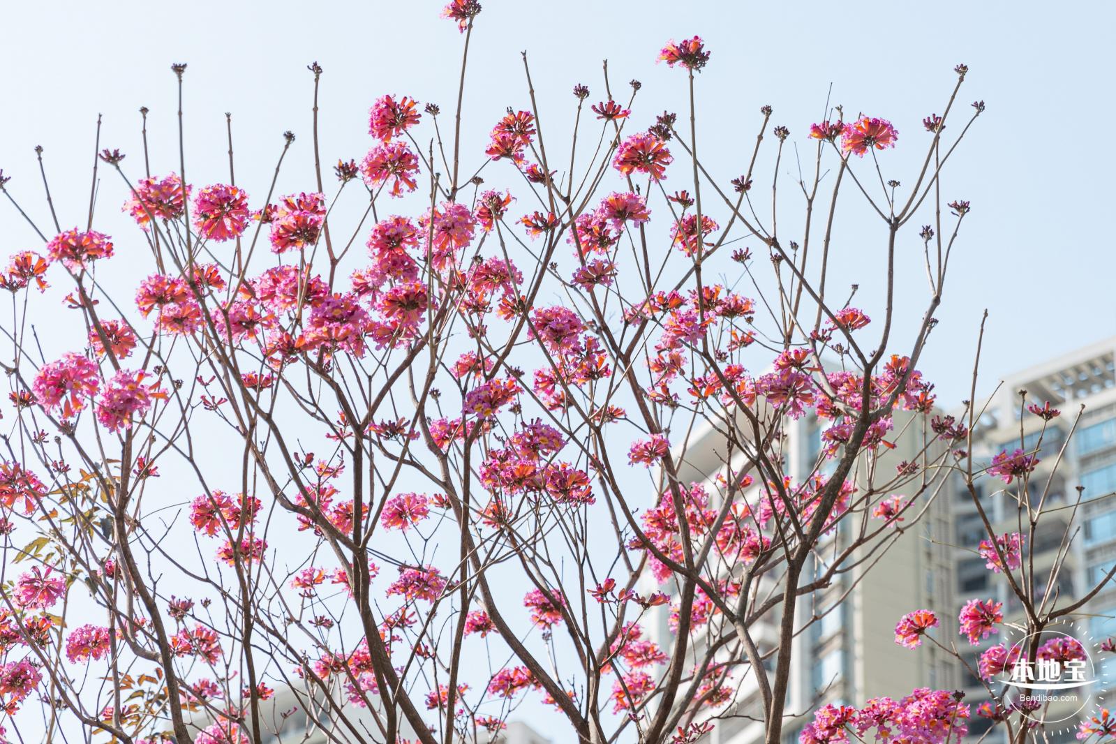 紫花风铃木