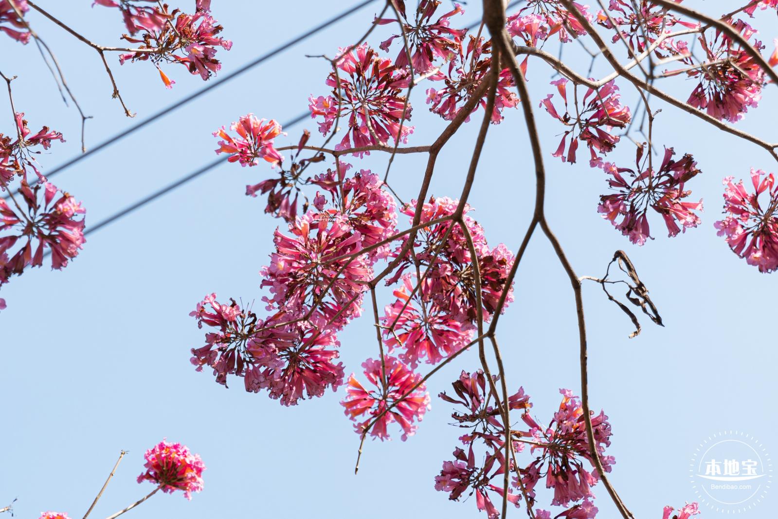 紫花风铃木