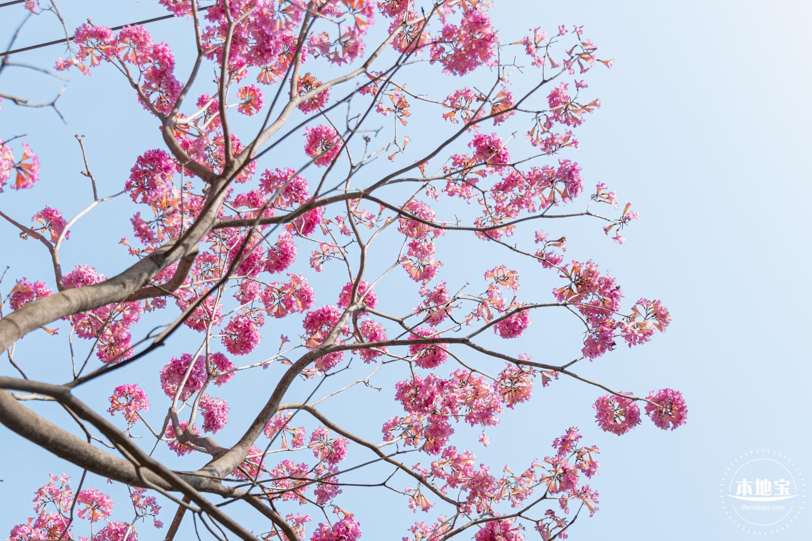 紫花风铃木
