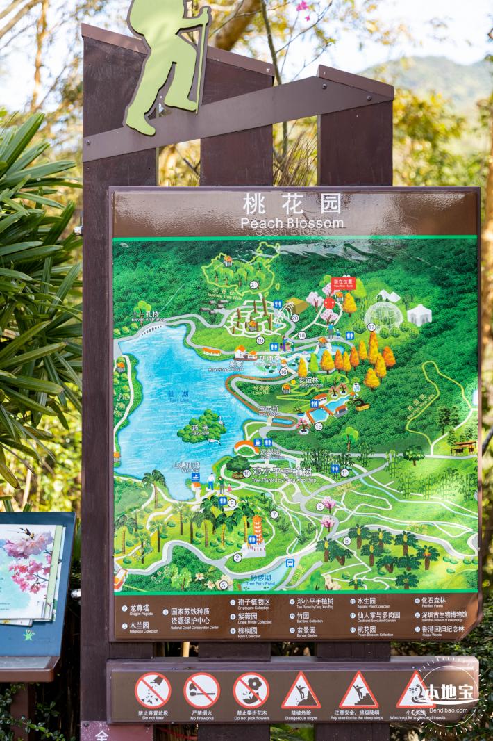 仙湖樱花