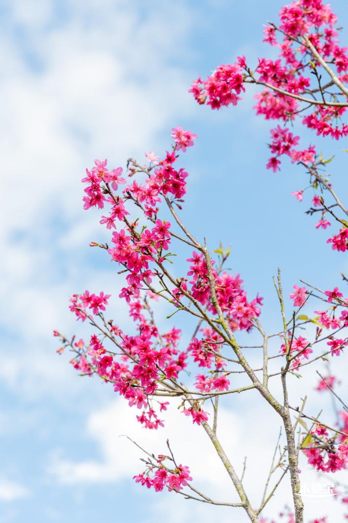 仙湖樱花