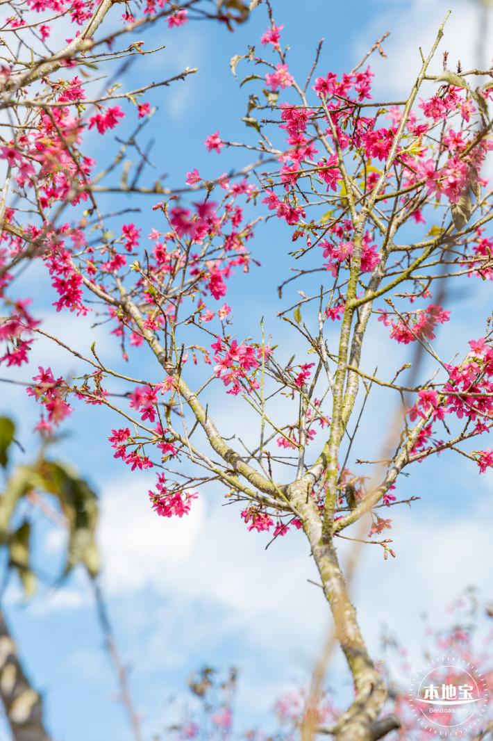 仙湖樱花