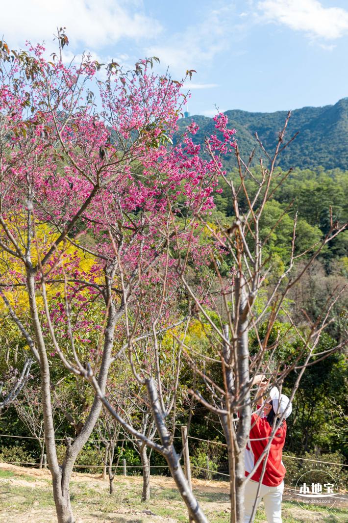 仙湖樱花