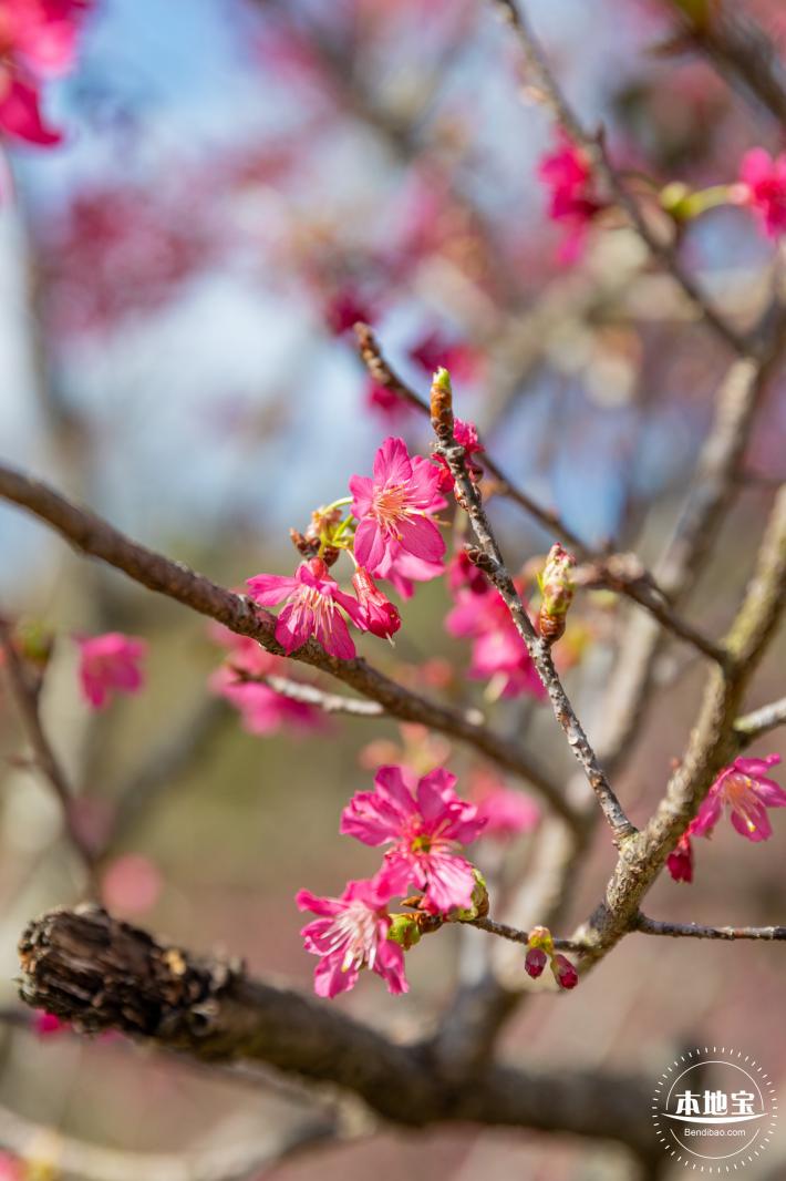 仙湖樱花