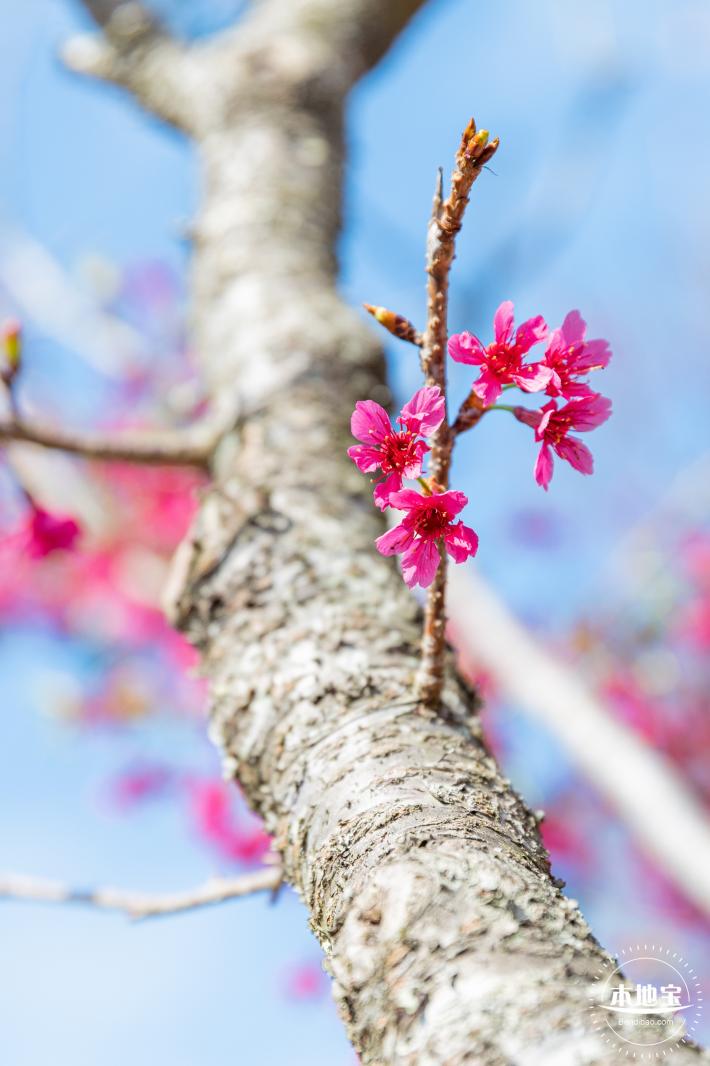 仙湖樱花