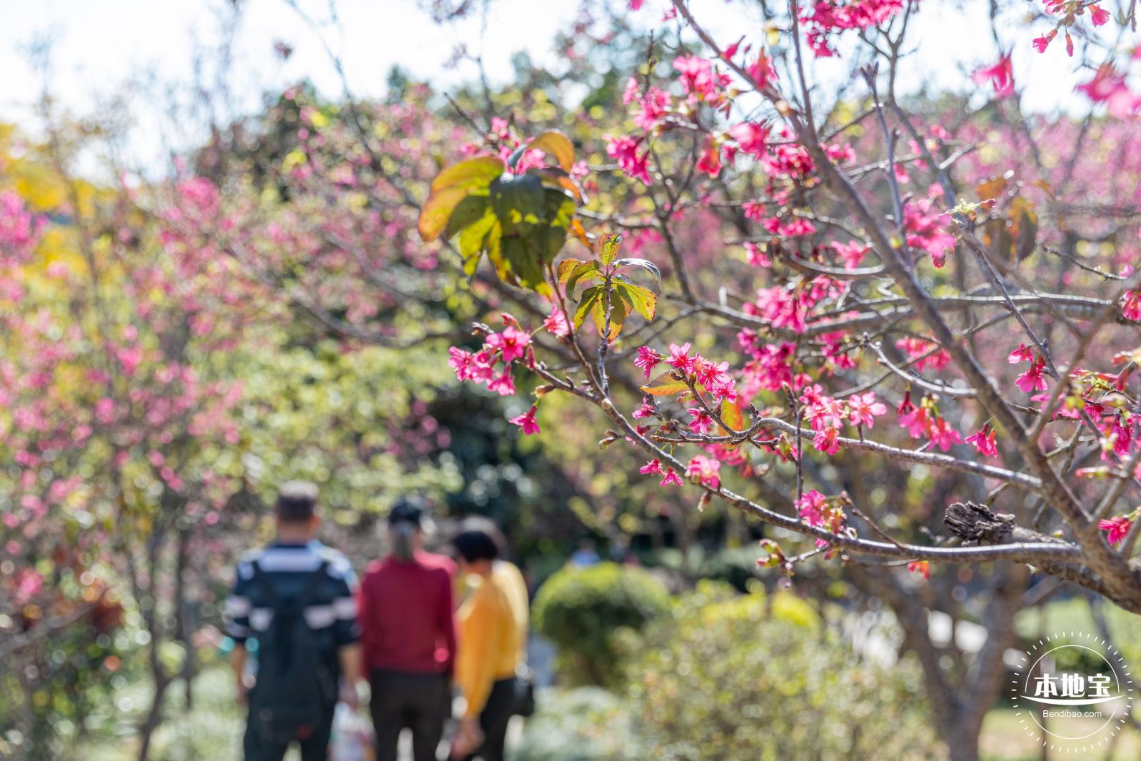 仙湖樱花