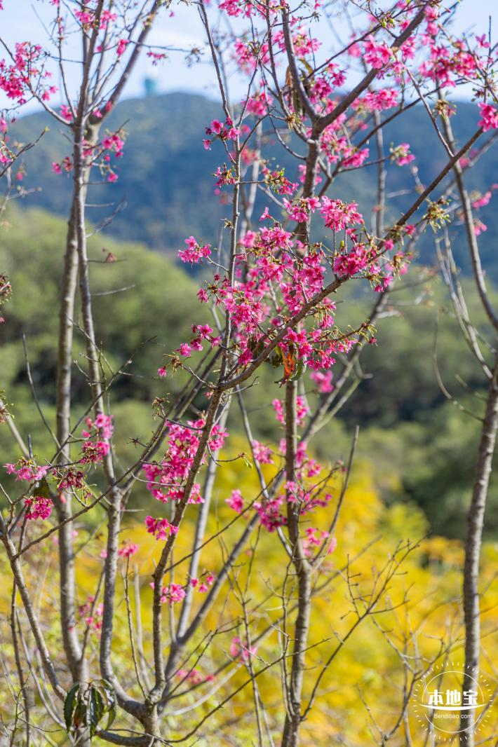 仙湖樱花