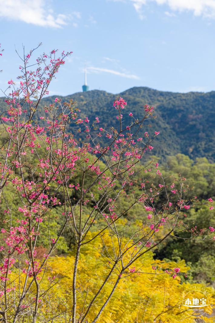 仙湖樱花