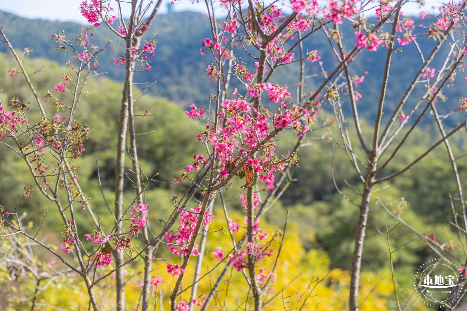 仙湖樱花