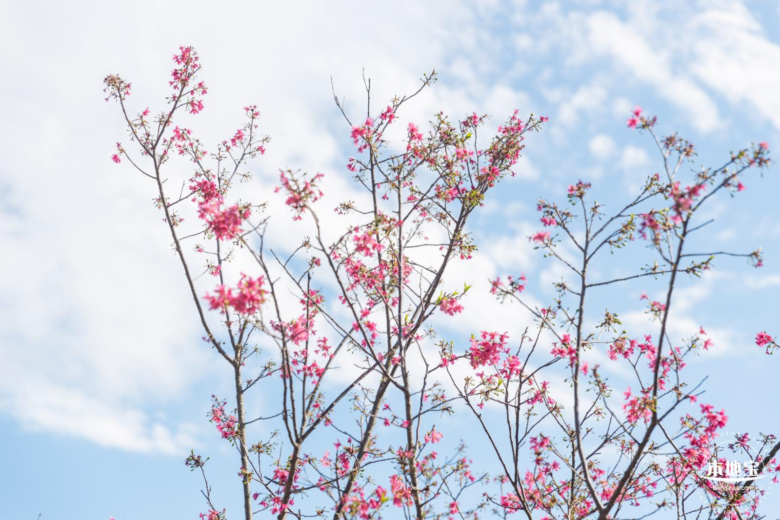 仙湖樱花