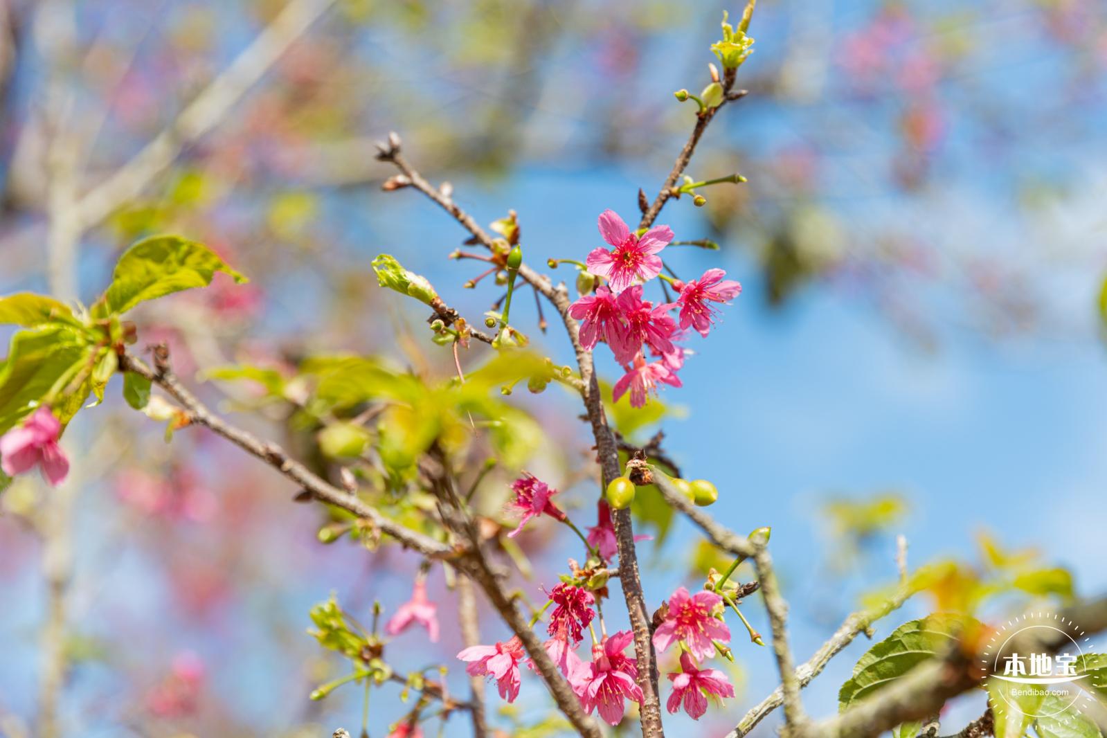 仙湖樱花