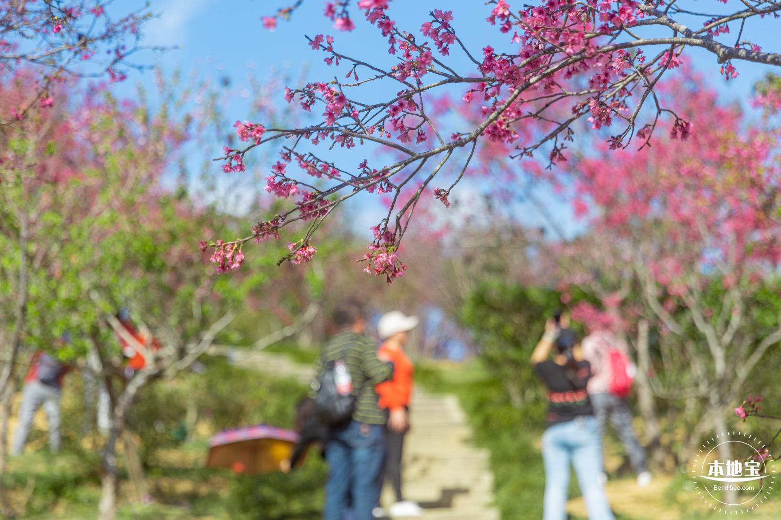 仙湖樱花