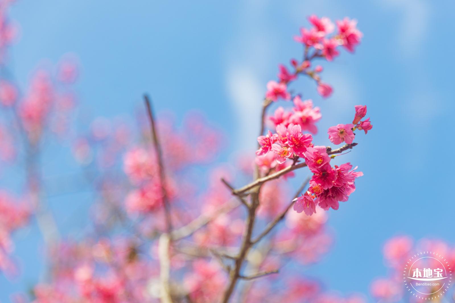 仙湖樱花