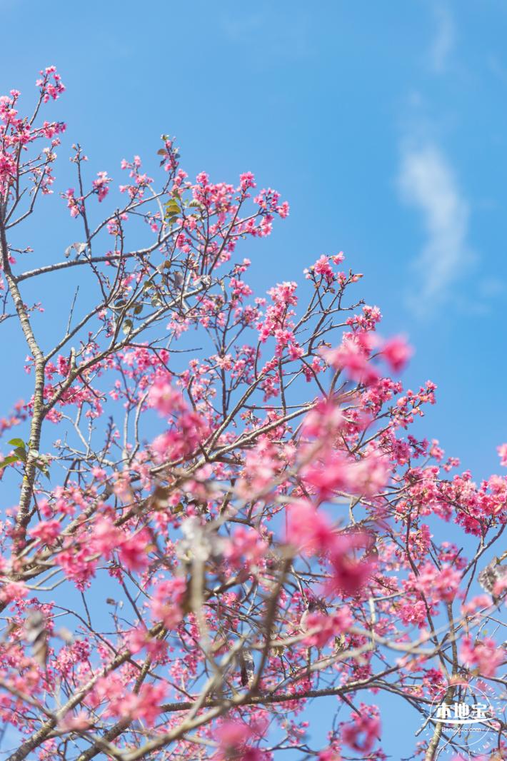 仙湖樱花
