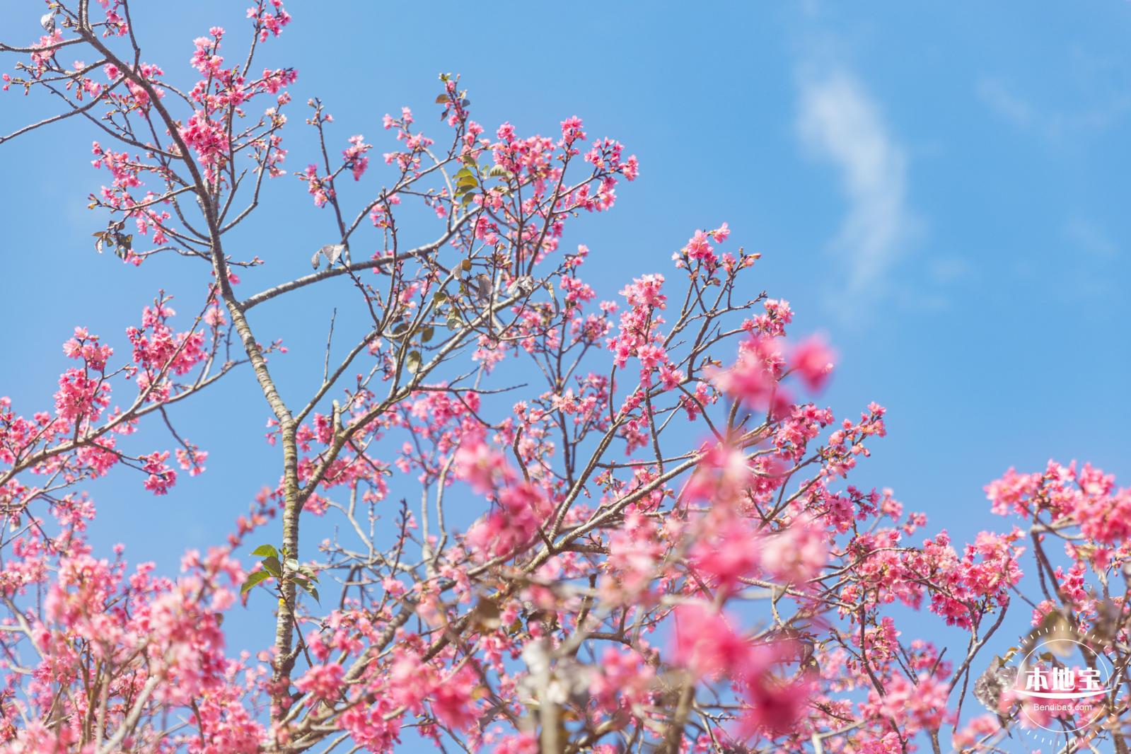 仙湖樱花