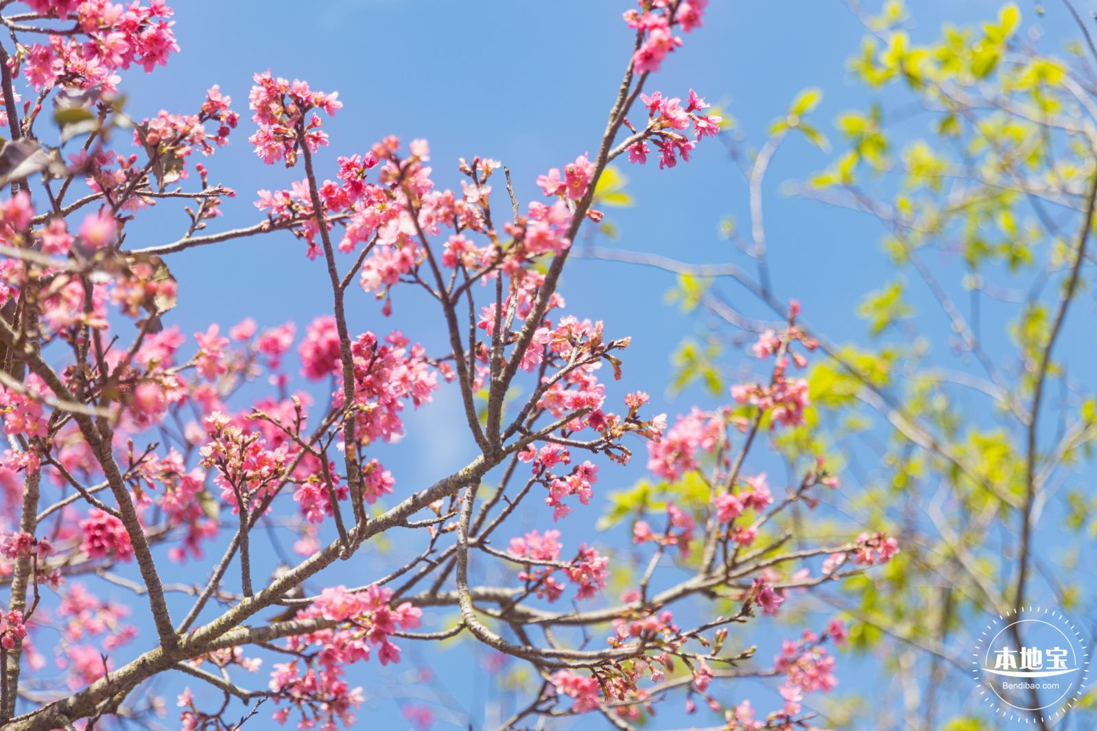 仙湖樱花