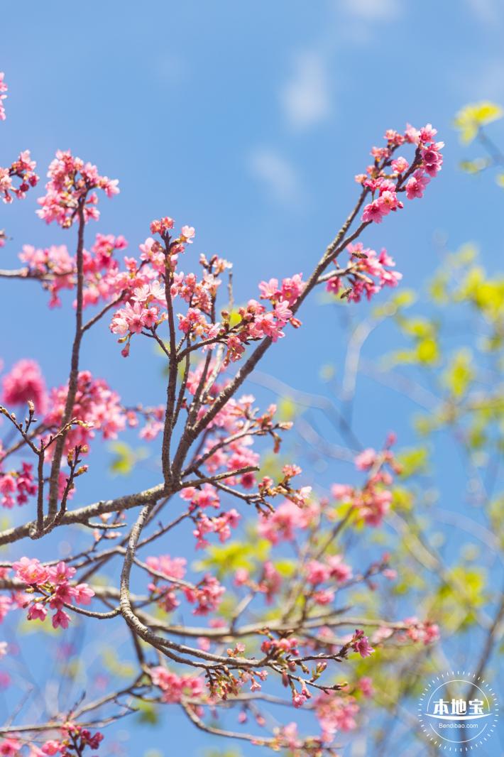 仙湖樱花